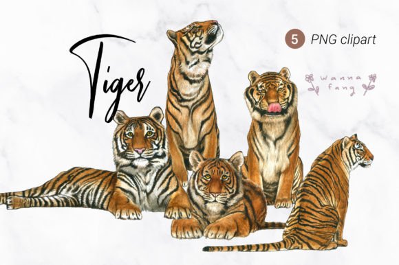 Tiger Watercolor Animal Clipart, PNG: Bold & Artistic Design Assets